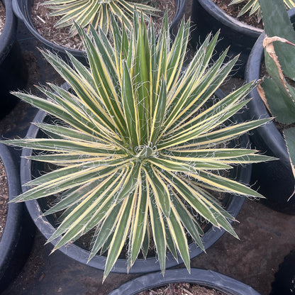 25 gallon Durango Delight Variegated Agave (Agave 'Durango Delight' Variegated) in nursery pot — Phoenix, AZ
