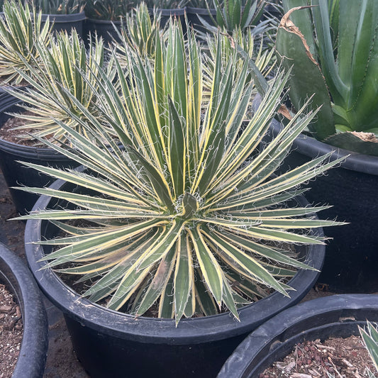 25 gallon Durango Delight Variegated Agave (Agave 'Durango Delight' Variegated) in nursery pot — Phoenix, AZ