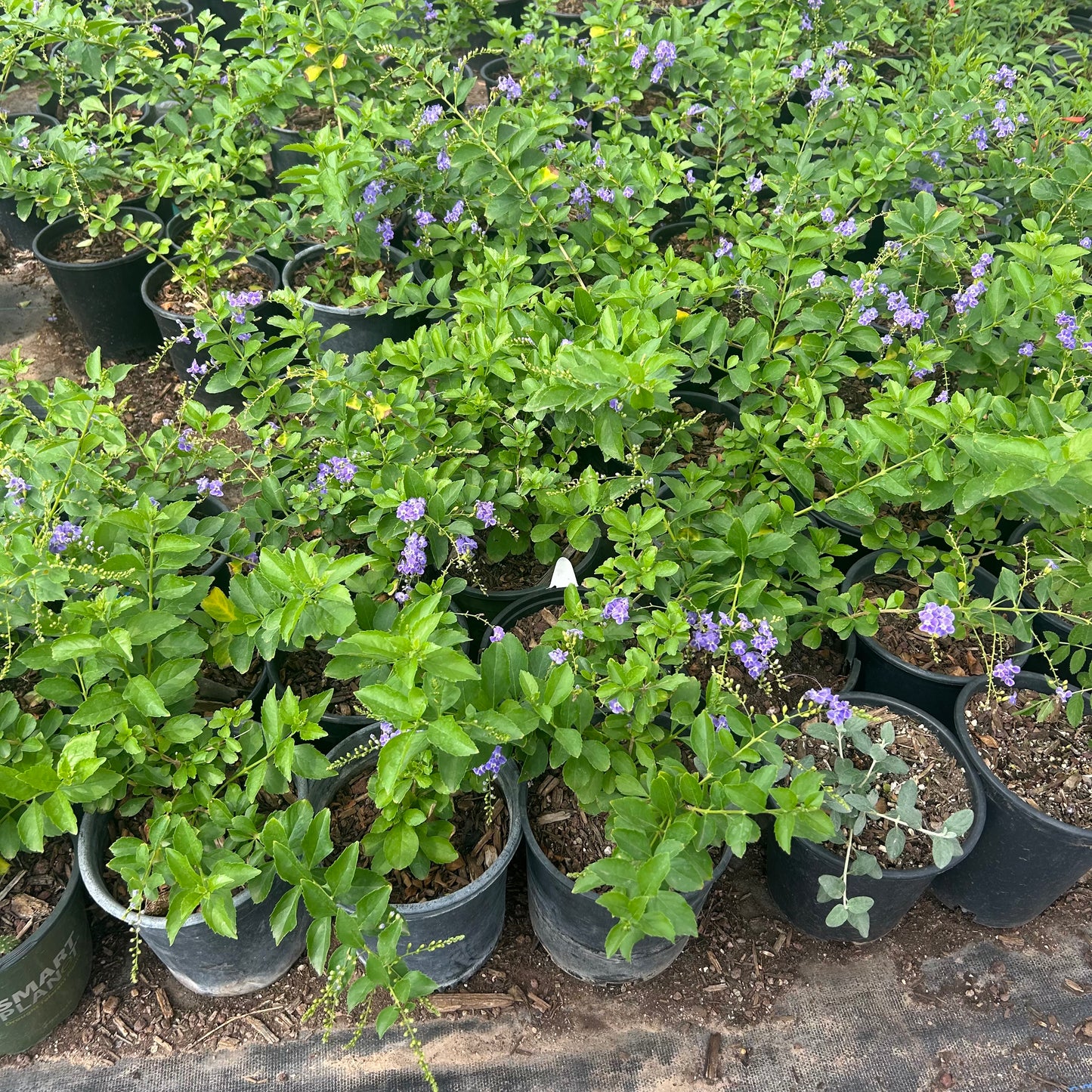 1 gallon Duranta Purple Sky Flower (Duranta erecta) in nursery pot — Phoenix, AZ