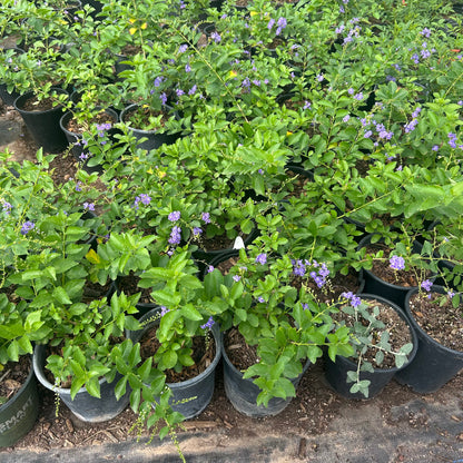 1 gallon Duranta Purple Sky Flower (Duranta erecta) in nursery pot — Phoenix, AZ