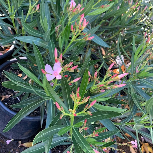 Dwarf Oleander