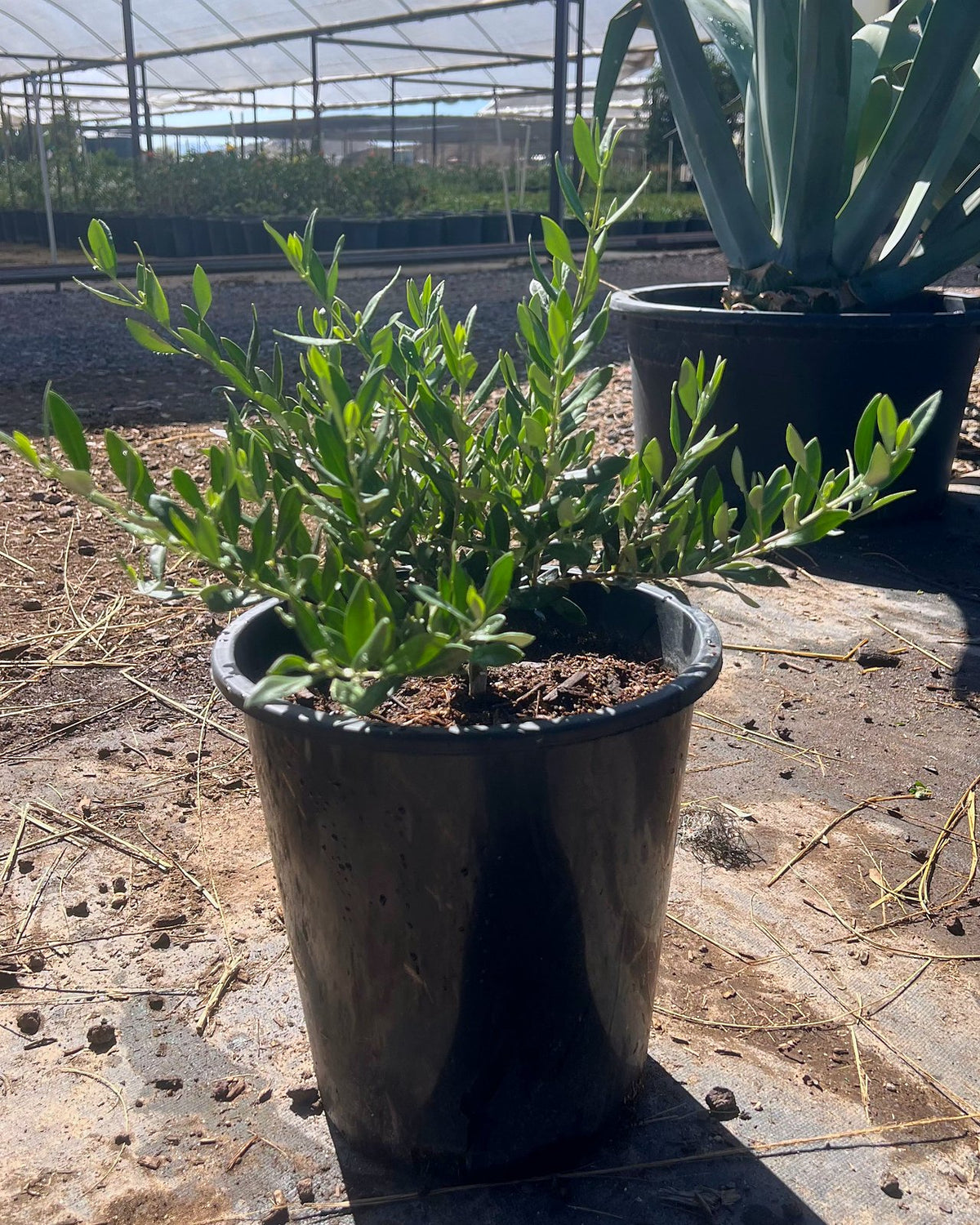 5 gallon Dwarf Olive (Olea europaea) in nursery pot at greenhouse, Phoenix, AZ
