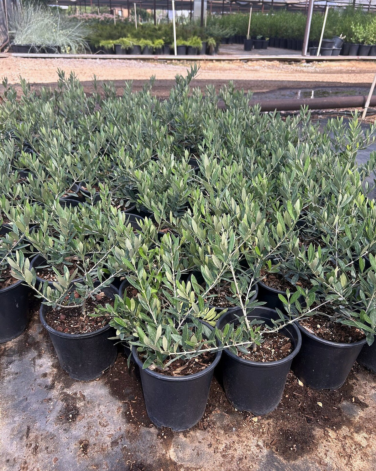 Dwarf Olive 1 Gallon