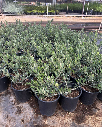 Dwarf Olive 1 Gallon