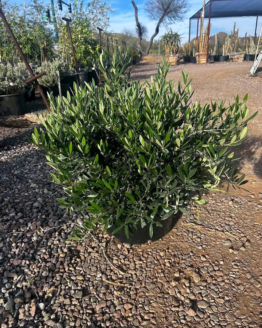 15 gallon Dwarf Olive (Olea europaea) bush on gravel at nursery, Phoenix, AZ