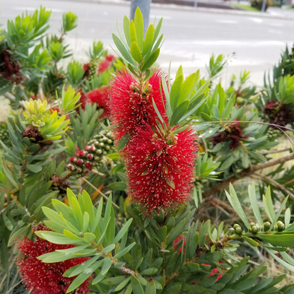 Dwarf Bottlebrush