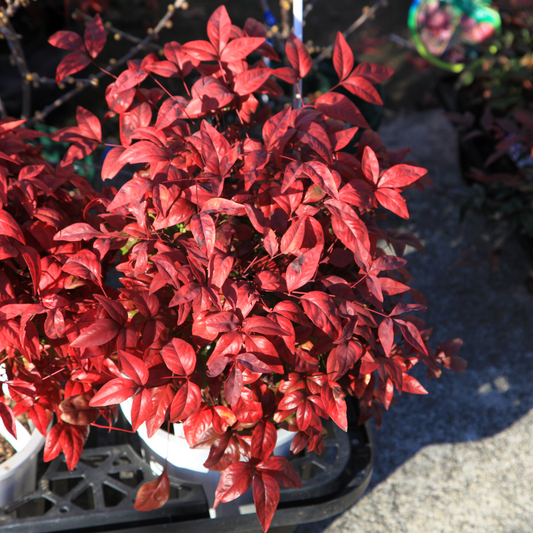 Dwarf Heavenly Bamboo