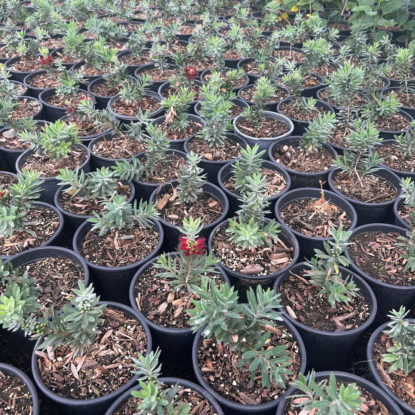 1 gallon Dwarf Bottlebrush (Callistemon viminalis 'Captain Cook') in nursery pot — Phoenix, AZ