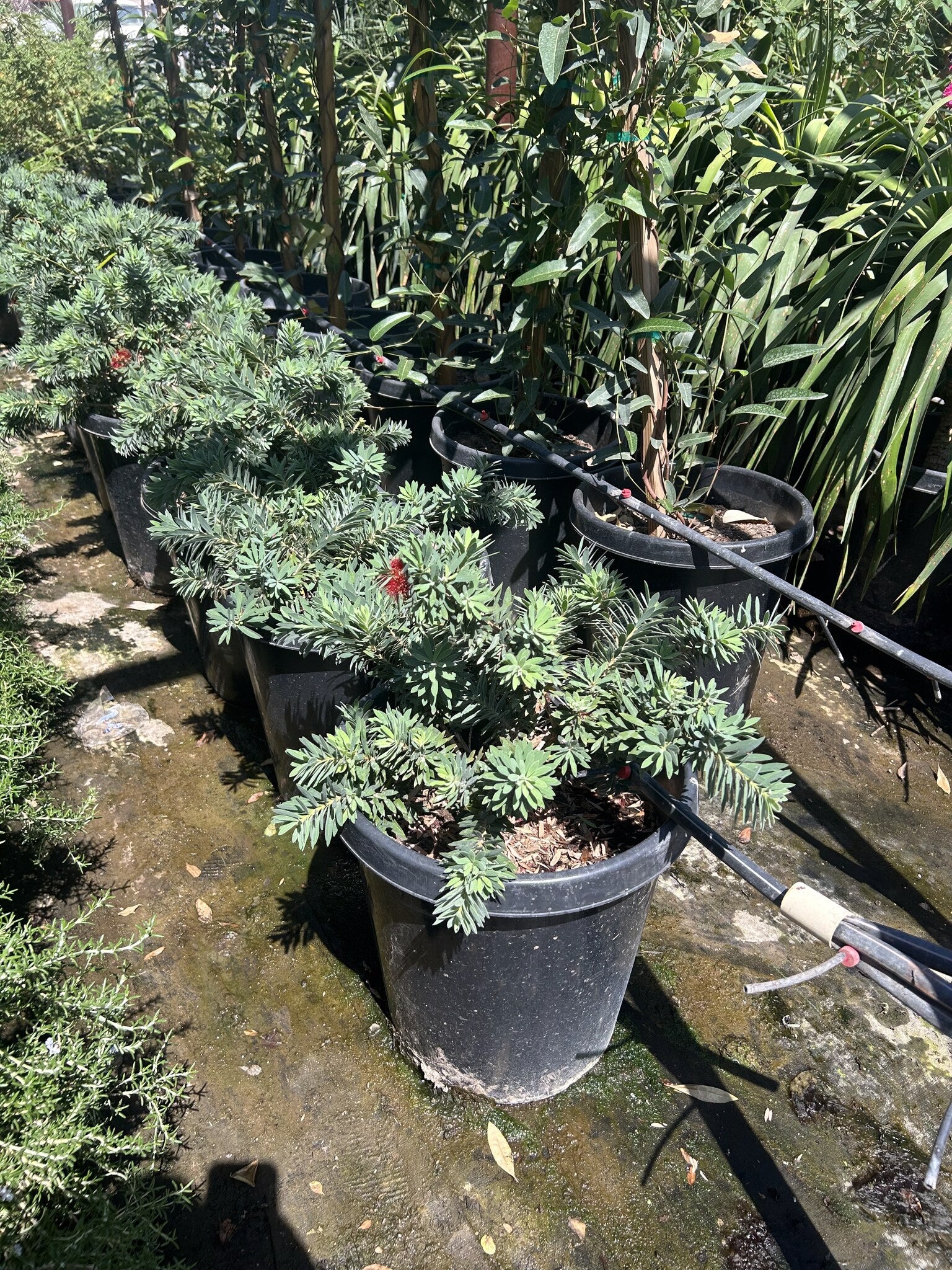 Dwarf Bottlebrush 10/15 Gallon