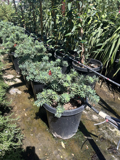 Dwarf Bottlebrush 10/15 Gallon