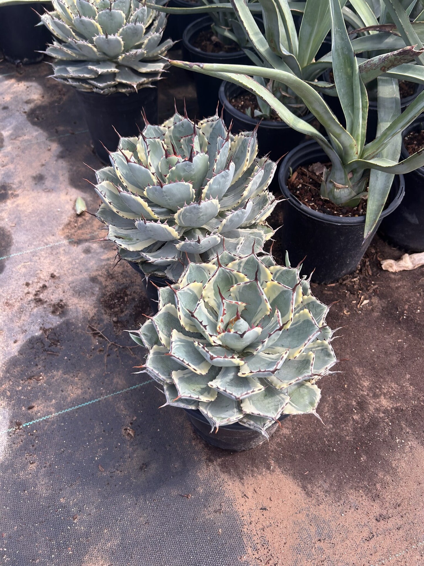 Dwarf Butterfly Agave