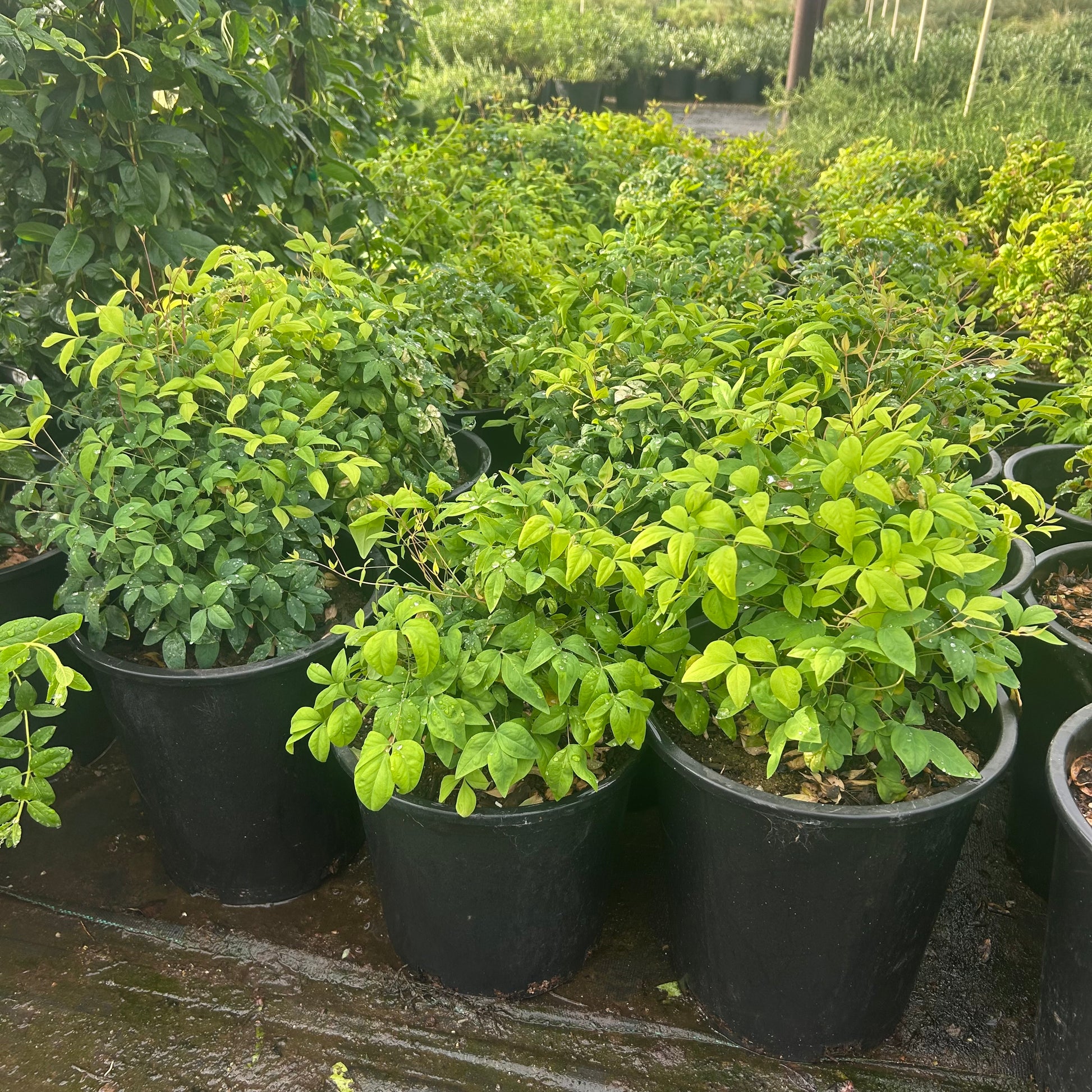 5 gallon Dwarf Heavenly Bamboo (Nandina domestica 'Compacta') in nursery pot — Phoenix, AZ