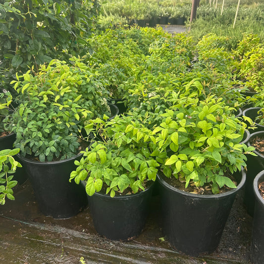 5 gallon Dwarf Heavenly Bamboo (Nandina domestica 'Compacta') in nursery pot — Phoenix, AZ