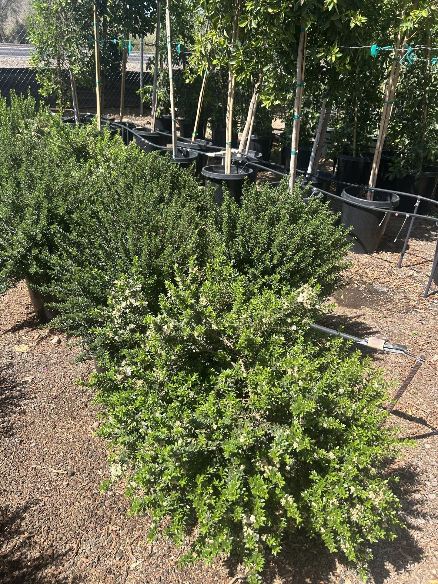 Dwarf Myrtle