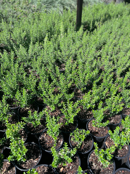 Dwarf Myrtle