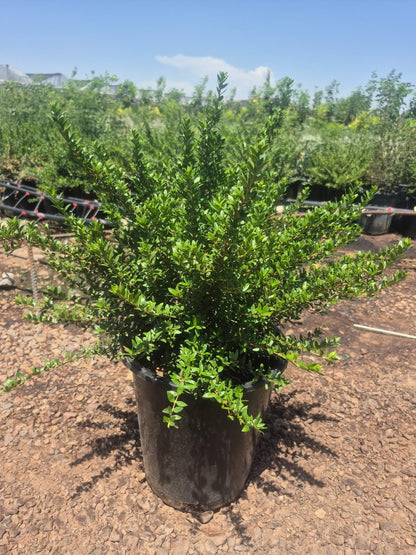 Dwarf Myrtle