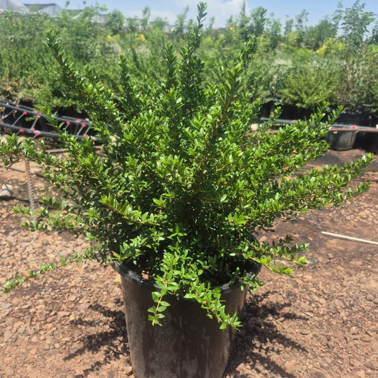 Dwarf Myrtle