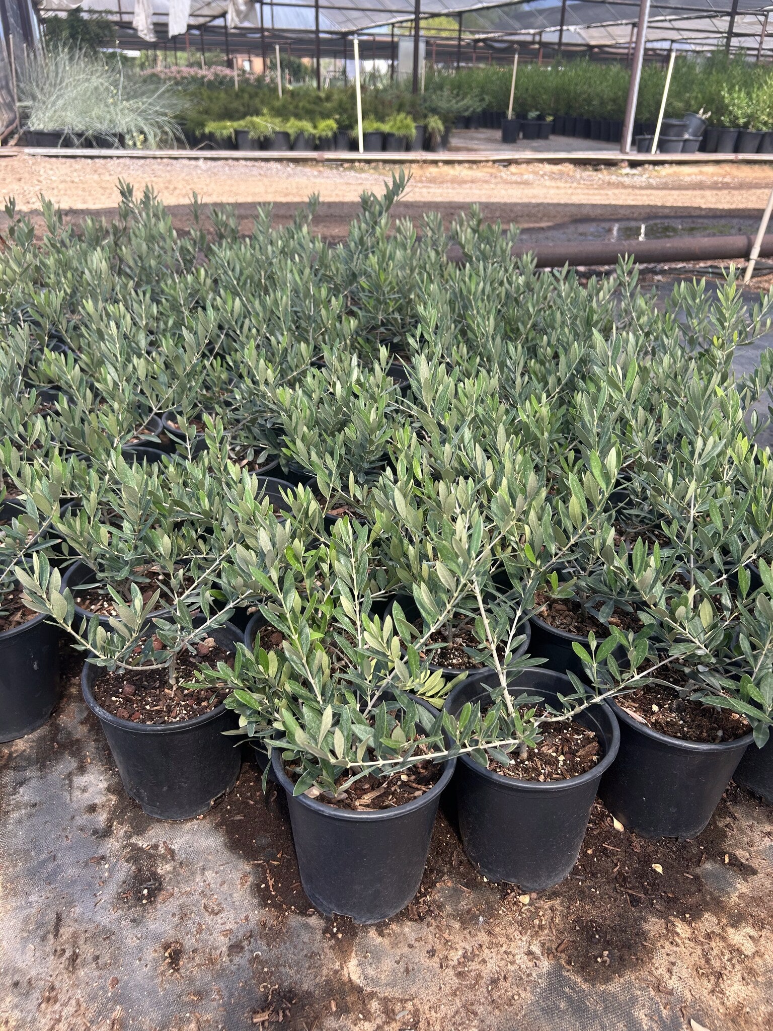 Buy Dwarf Olive Phoenix, AZ | Olea europaea | Three Timbers