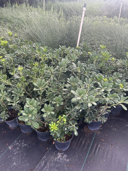 Dwarf Pittosporum