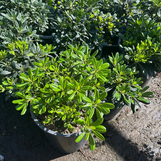 5 gallon Dwarf Pittosporum (Pittosporum tobira 'Wheeleri') in nursery pot — Phoenix, AZ