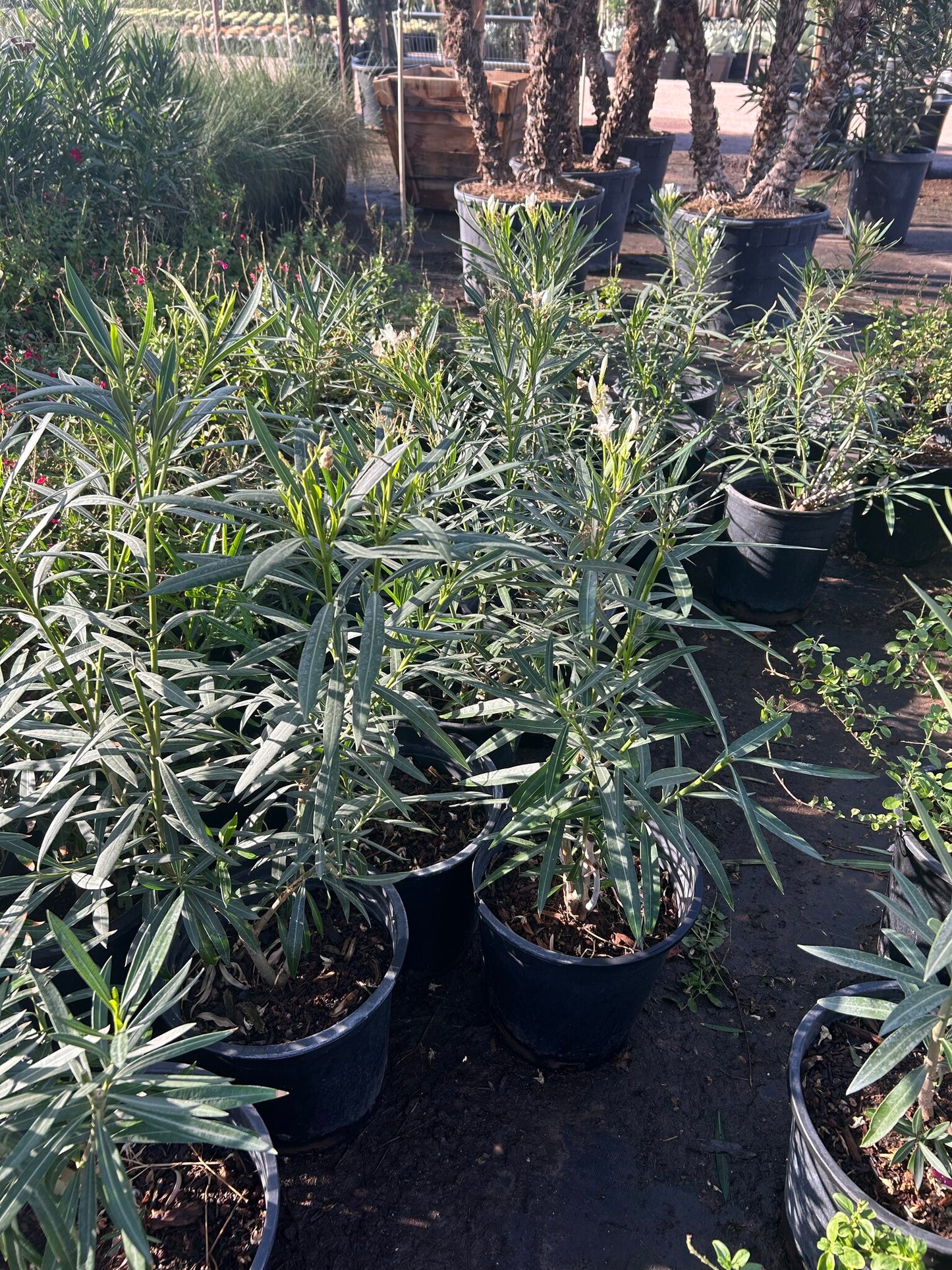 Dwarf White Oleander