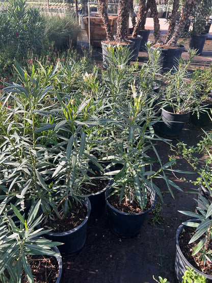 Dwarf White Oleander