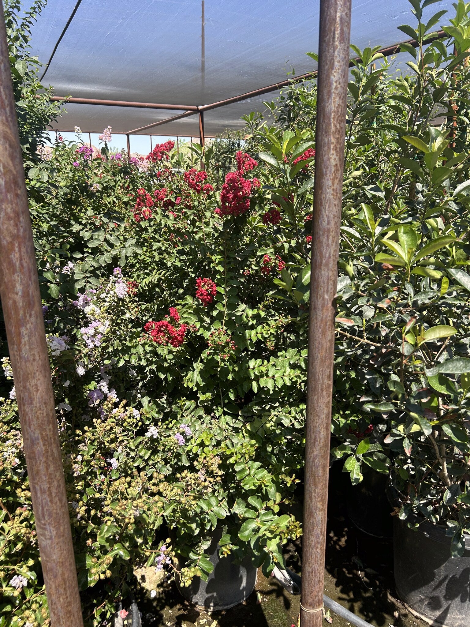 Dynamite Red Crape Myrtle 10/15 Gallon