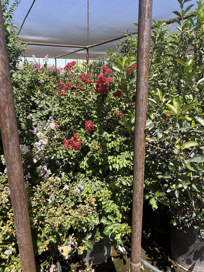 Dynamite Red Crape Myrtle 10/15 Gallon