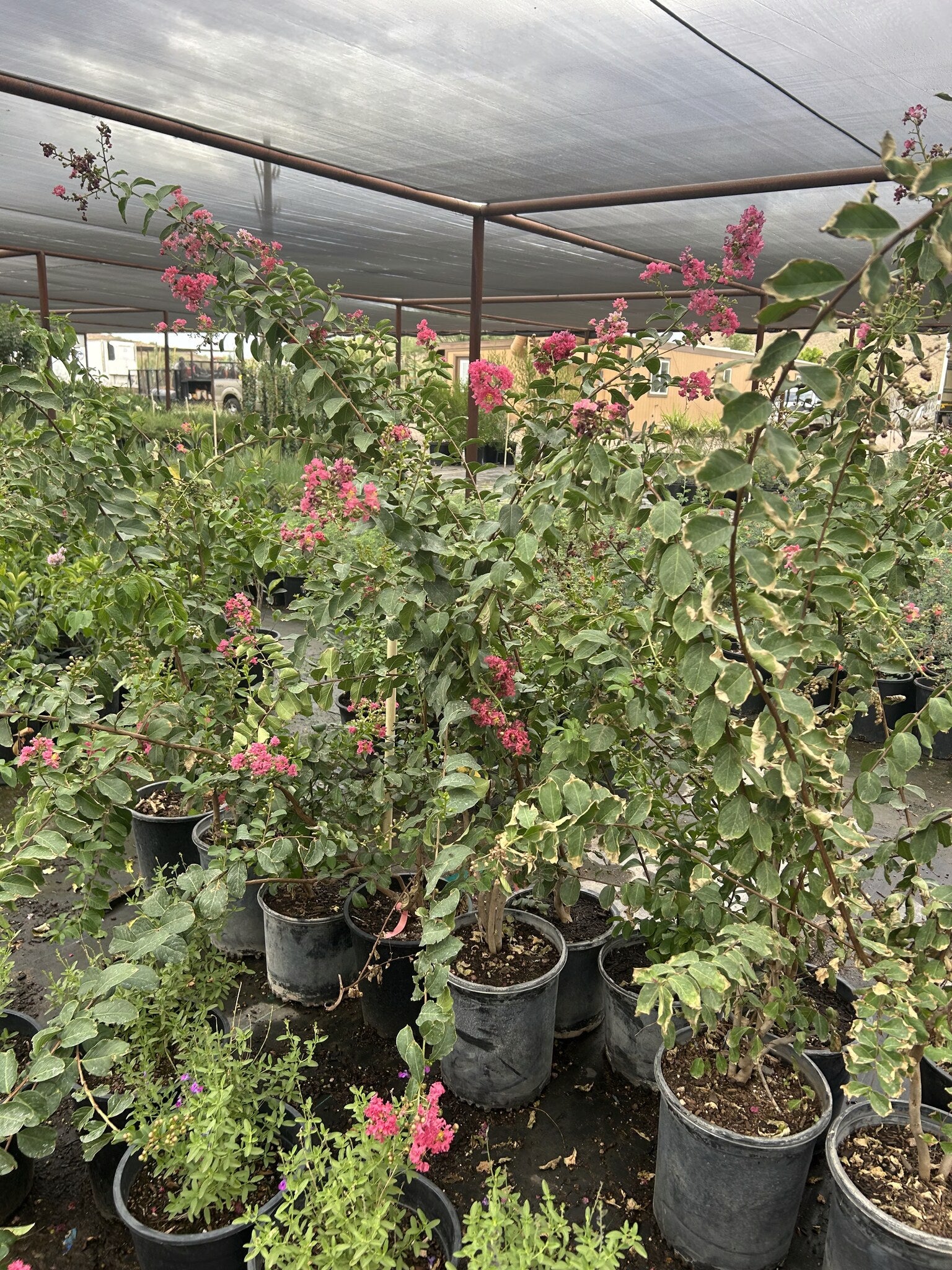 Dynamite Red Crape Myrtle - 3/5 Gallon