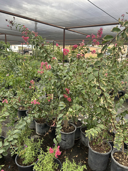 Dynamite Red Crape Myrtle - 3/5 Gallon