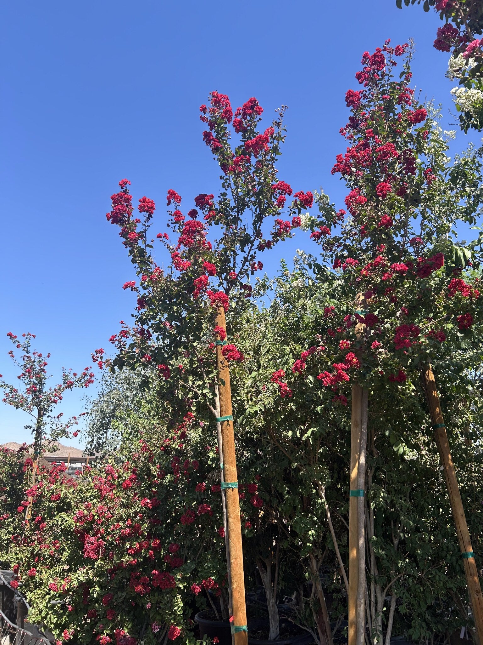 Dynamite Red Crape Myrtle
