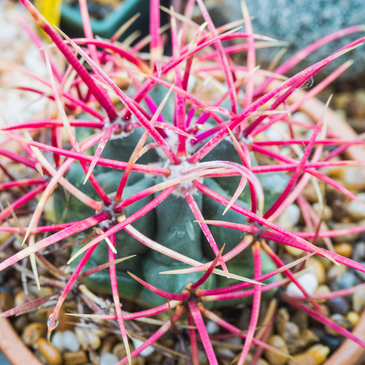 Eagle's Claw Cactus