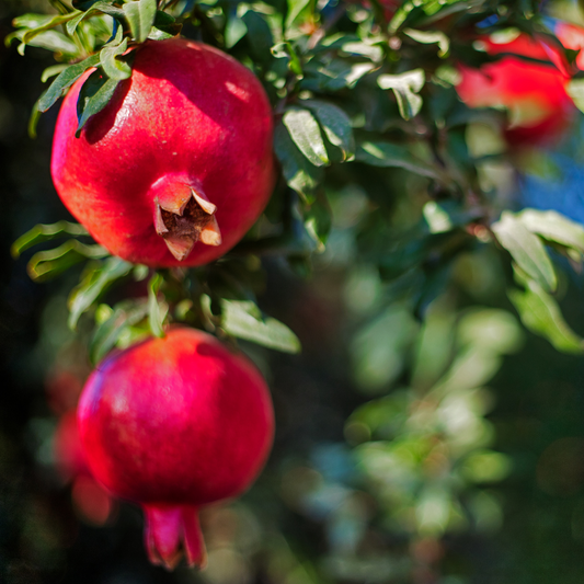 Edible Pomegranate Tree
