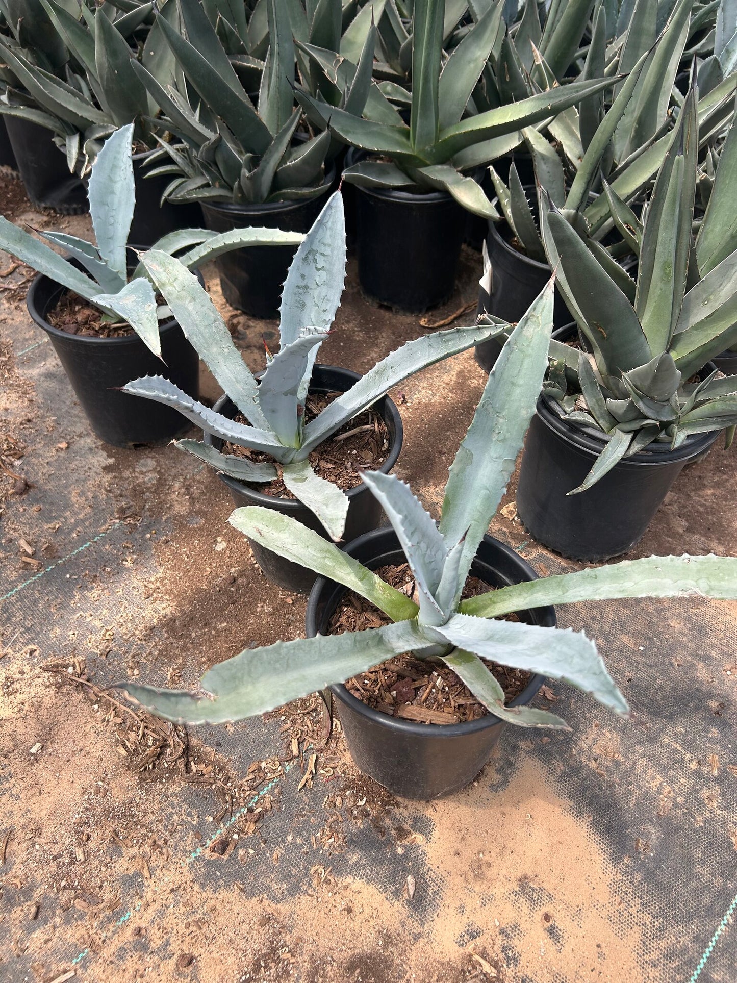 Electric Blue Agave