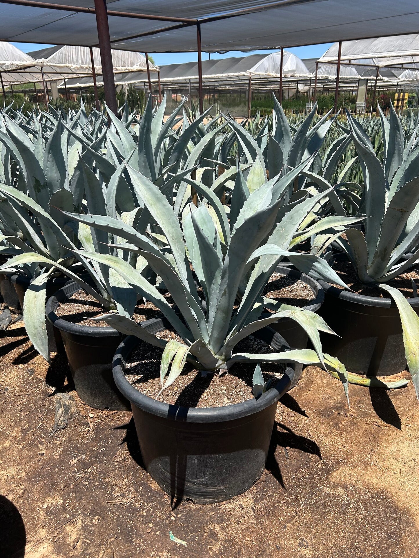 Electric Blue Agave