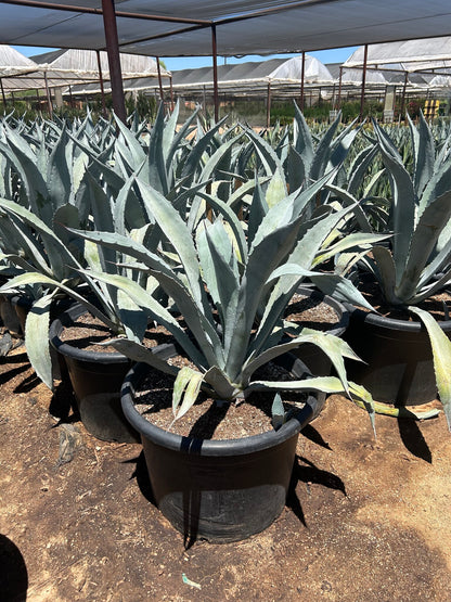 Electric Blue Agave