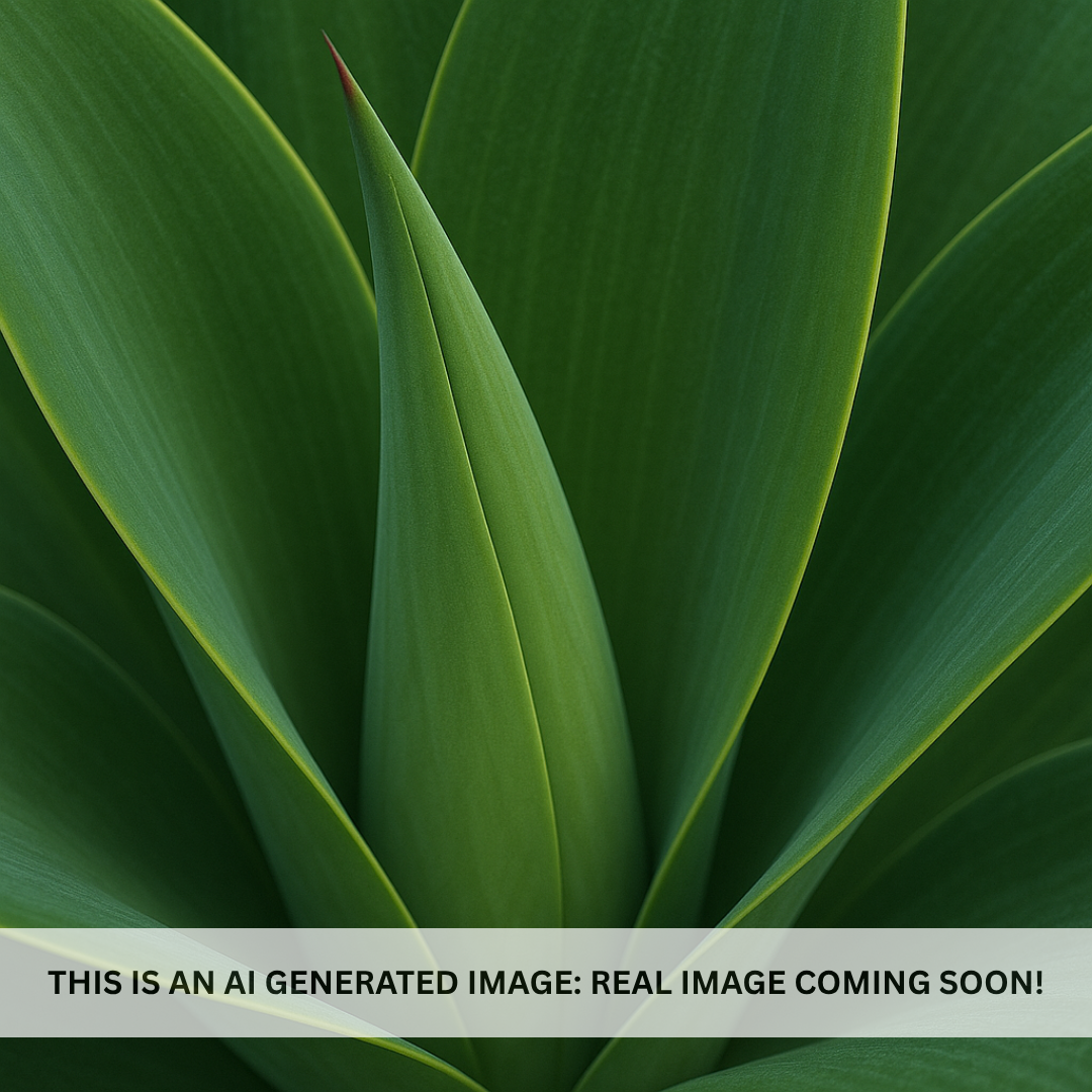 Elemeet's Agave