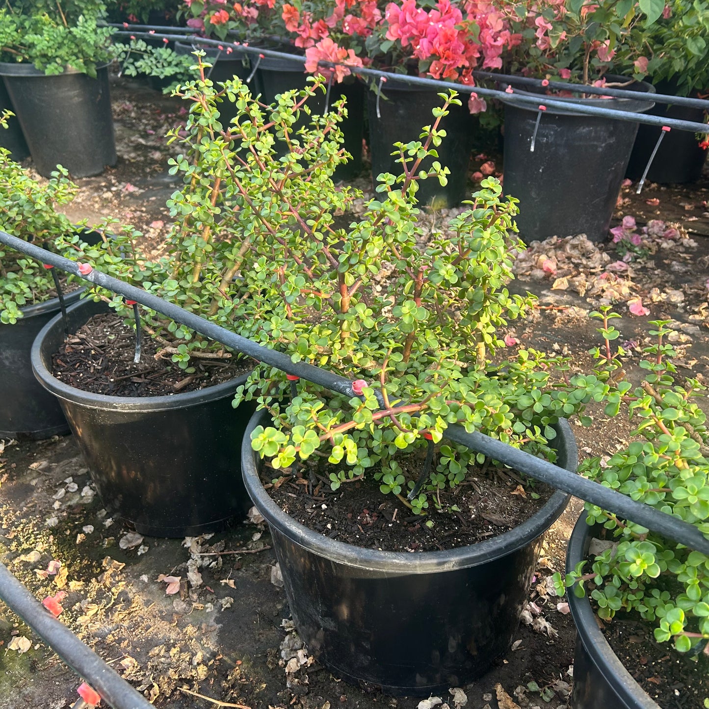 15 gallon Elephant's Food (Portulacaria afra) in nursery pot — Phoenix, AZ