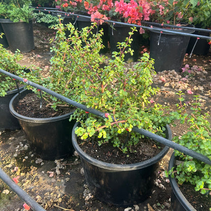 15 gallon Elephant's Food (Portulacaria afra) in nursery pot — Phoenix, AZ