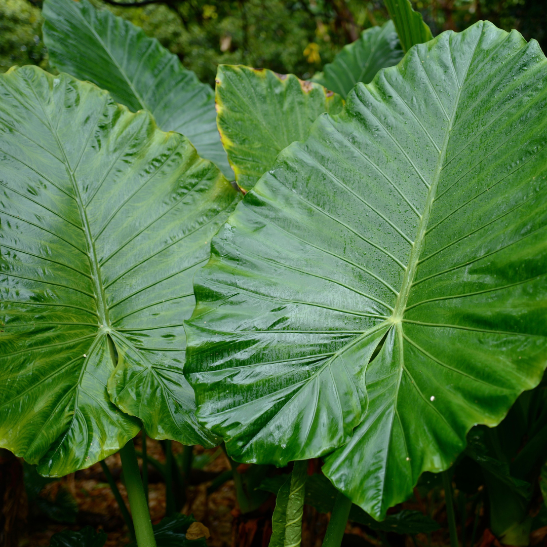 Elephant's Ear