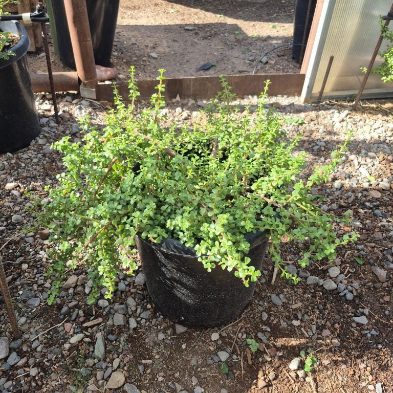 portulacaria afra elephant food Buy Elephant's Food Phoenix, AZ | Portulacaria afra