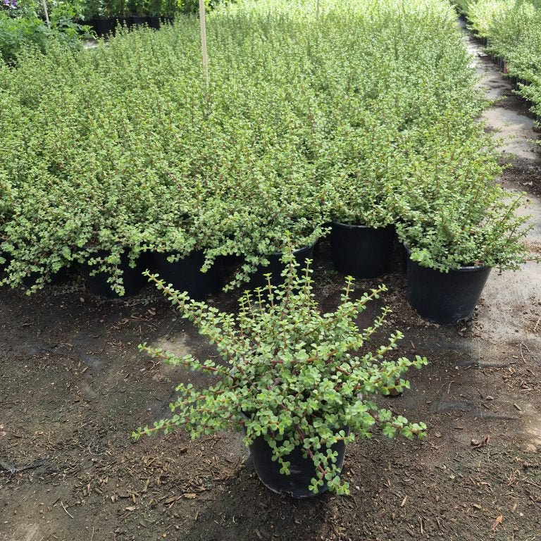 elephants food portulacaria afra Buy Elephant's Food Phoenix, AZ | Portulacaria afra