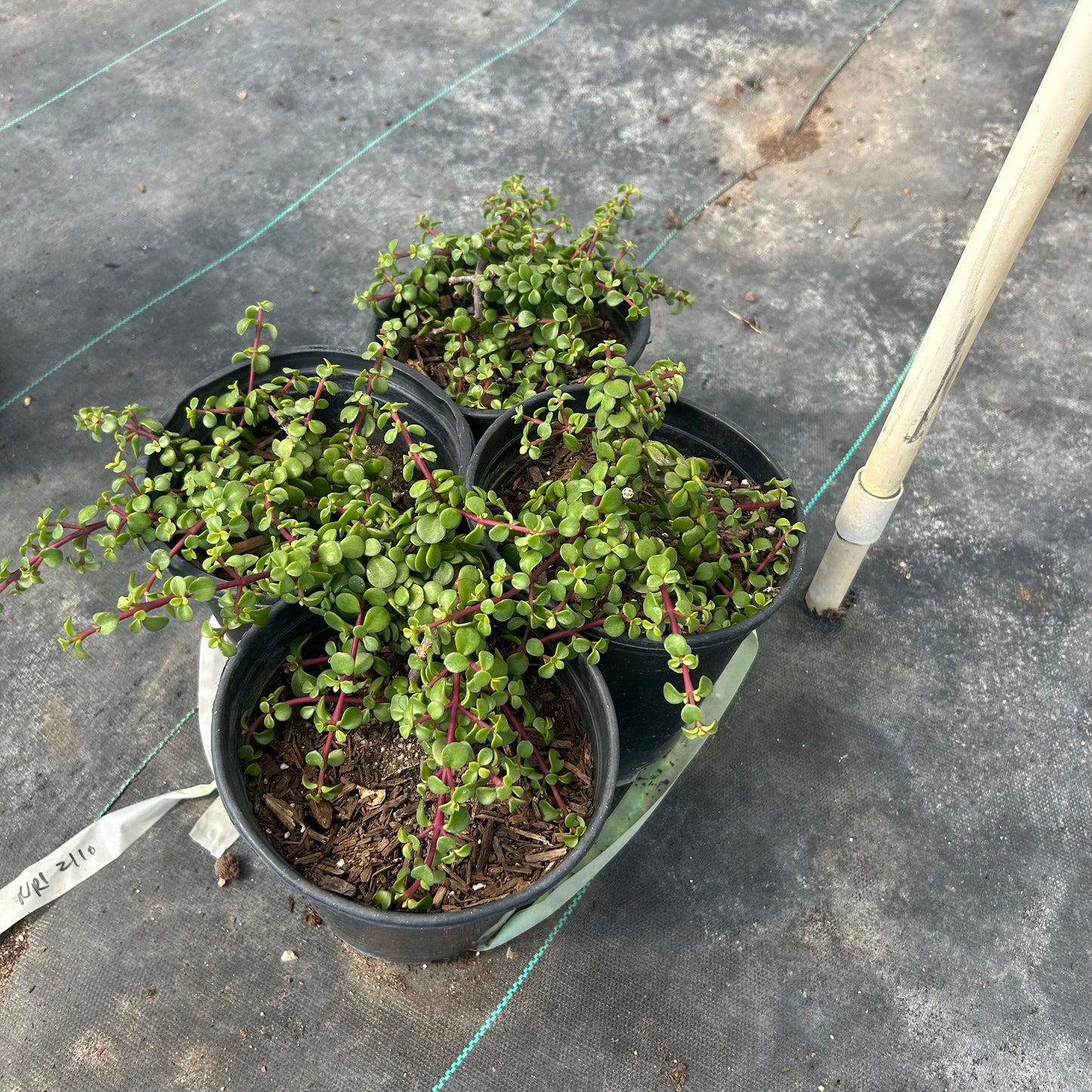 1 gallon Elephant's Food (Portulacaria afra) in nursery pot — Phoenix, AZ