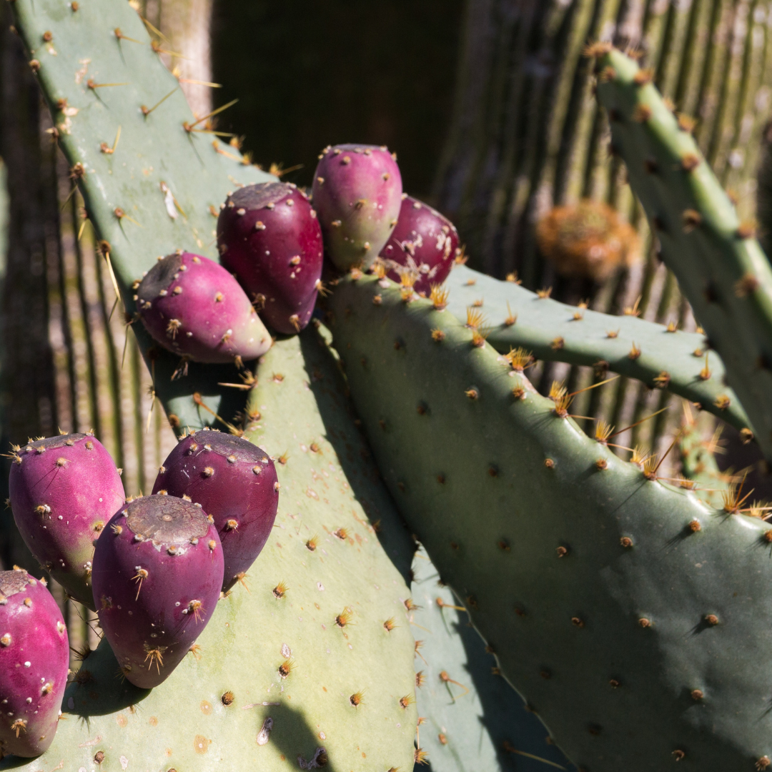 Engleman's Prickly Pear