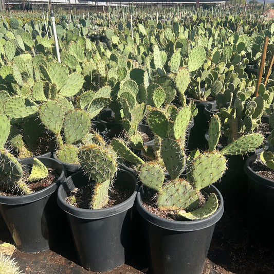 15 gallon Engelmann's Prickly Pear (Opuntia engelmannii) in nursery pot — Phoenix, AZ