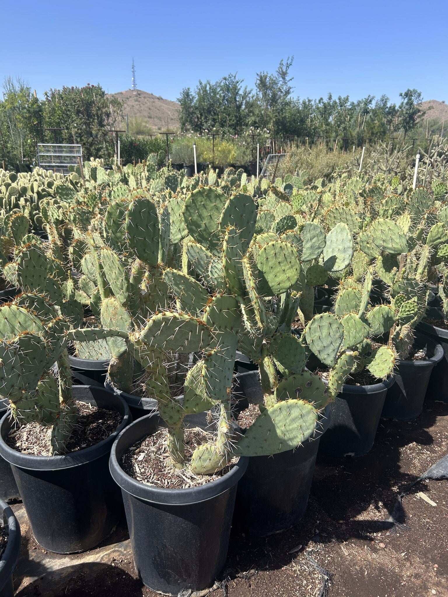 Engleman's Prickly Pear