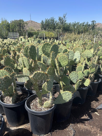 Engleman's Prickly Pear