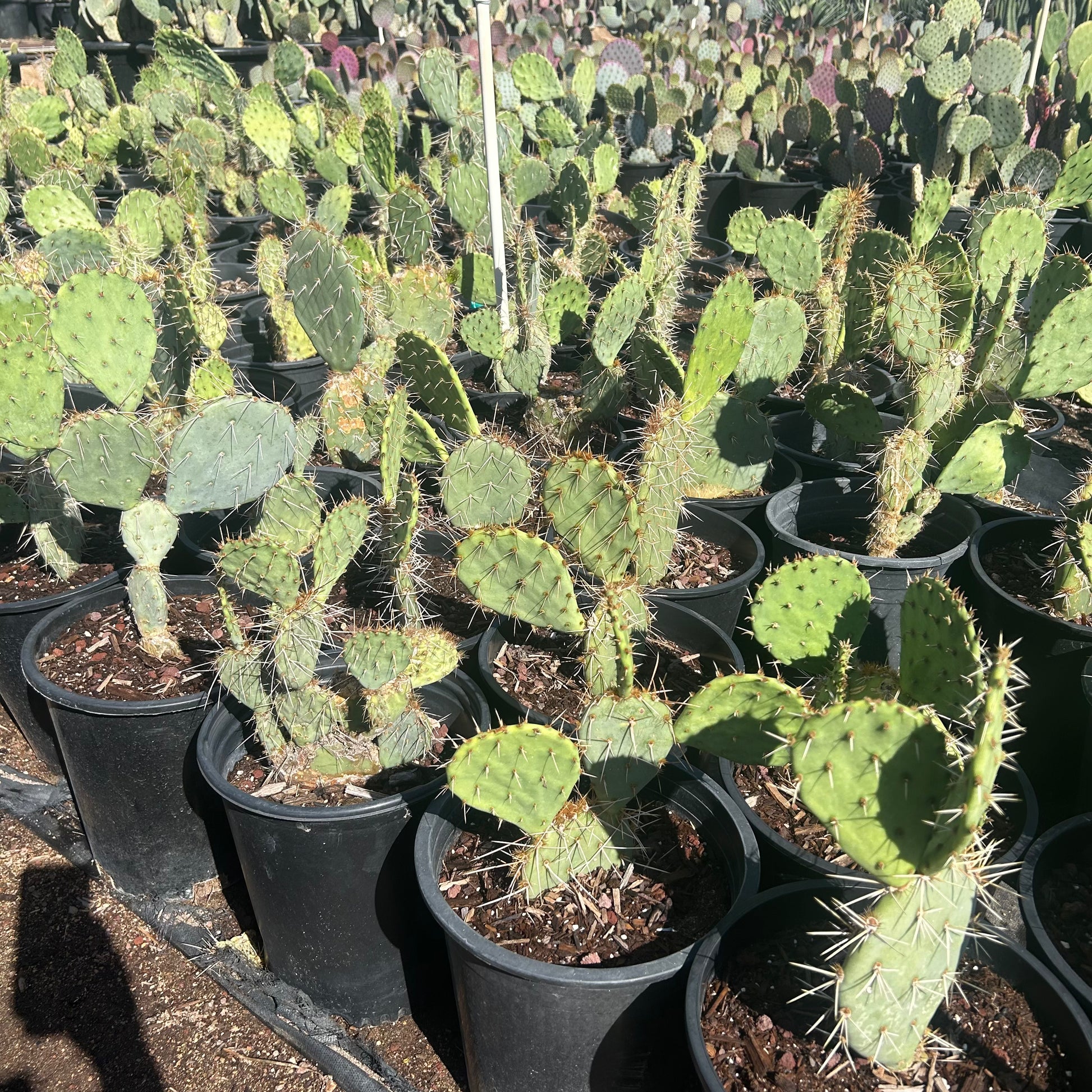 buy a prickly pear cactus Buy Engleman's Prickly Pear Phoenix, AZ | Opuntia engelmannii
