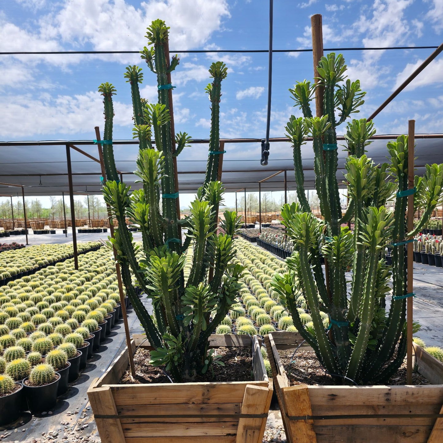 phoenix rising succulents Buy Euphorbia royleana Phoenix, AZ | Royle's Spurge