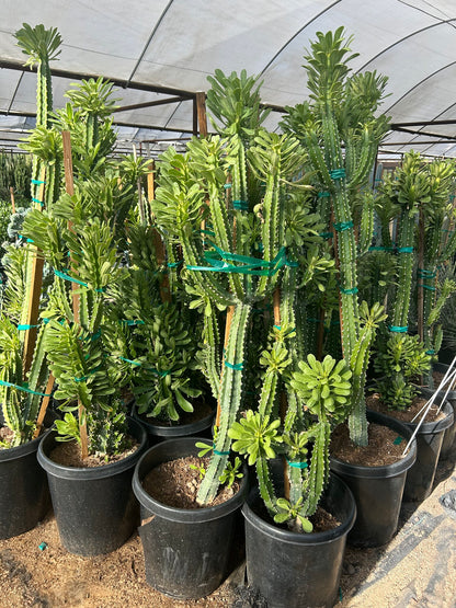 Euphorbia royleana